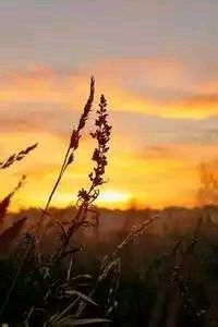 西班牙队在欧洲篮球锦标赛中夺冠