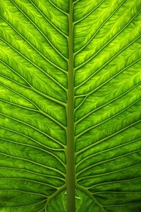 森林狼主场逆转篮网，惊险获胜